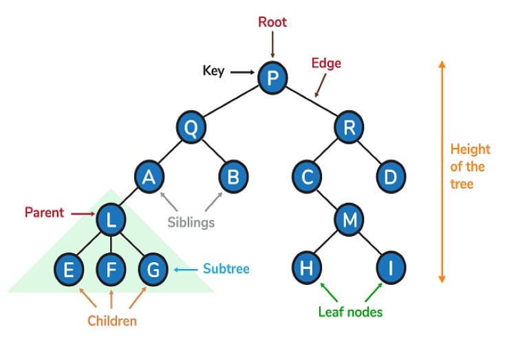 Cấu trúc dữ liệu cây (Tree)